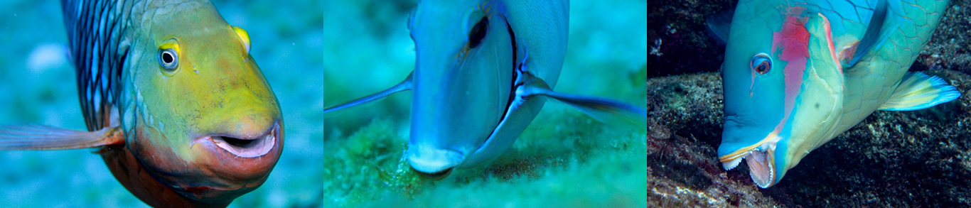 ReefRUV